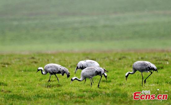 Eurasian cranes migrate to Bayanbulak Grassland 