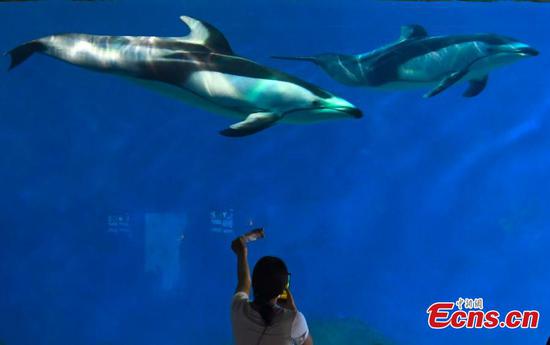 Pacific white-sided dolphins make debut in Chongqing park