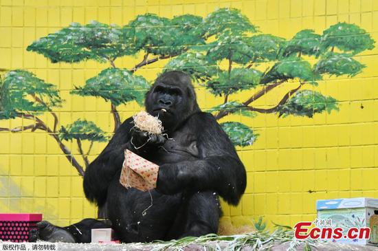 Tony the gorilla celebrates 45th birthday in Ukraine