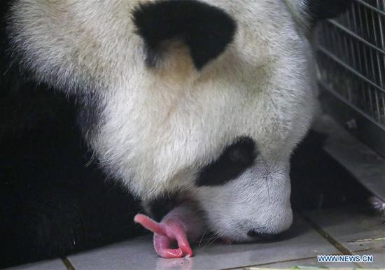 Two panda cubs born in Belgian zoo