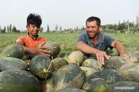 Farmers busy with collecting Jiashi cantaloupes in Kashgar, Xinjiang