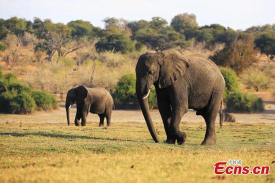 Chobe National Park, home to wide range of wildlife