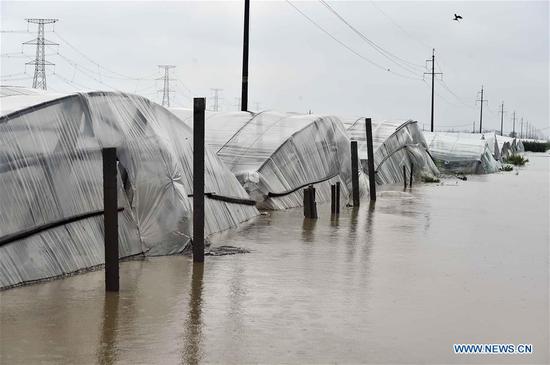 Vegetable greenhouses are flooded due to heavy rainstorms brought by typhoon Lekima in Jitai Town of Shouguang, east China's Shandong Province, Aug. 11, 2019. The city of Shouguang, China's major vegetable production base, suffered from the largest rainfall since the meteorological record started in 1959. Floodwater inundated 18,000 vegetable greenhouses in Shouguang and damaged 8,667 hectares of crops. (Xinhua/Guo Xulei)