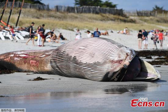 Endangered fin whale washes up on beach in France