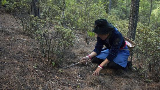 Yangzom Drolma searches for matsutake mushrooms in the pine forest. (Photo/CCGTN)