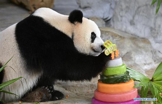 Giant panda Gong Gong enjoys a specially-prepared 