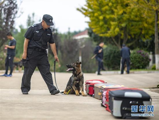 Kunxun, a cloned female of the Kunming wolfdog breed, takes a rest at a training base in Kunming, Yunnan Province, Aug. 22, 2019. (Photo/Xinhua)