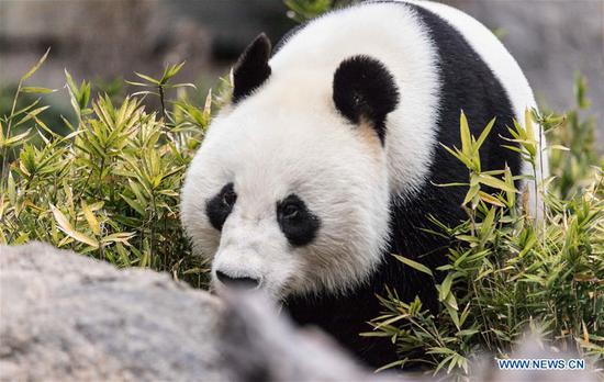 Giant panda Wang Wang is on its way to the pool during its birthday party in Adelaide Zoo, Adelaide, Australia, on Aug. 25, 2019. The tenth birthday overseas of the two pandas, Wang Wang and Fu Ni, was celebrated Sunday in Adelaide Zoo, the second oldest zoo in Australia, boasting a history of more than 130 years with more than 2,500 animals. (Xinhua/Liu Changchang)