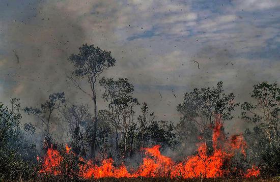 Photo taken on Aug. 26, 2019 shows a fire consuming trees in Manicore, the state of Amazonas, Brazil. (Gabriela Biro/Agencia Estado/Handout via Xinhua)