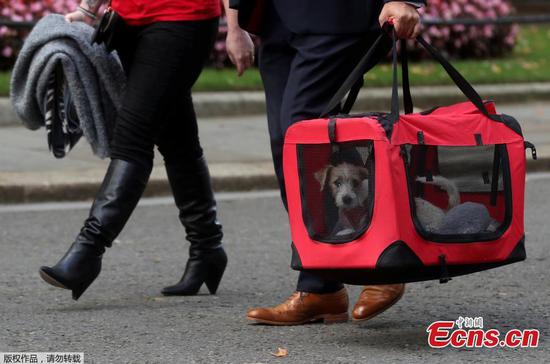 Boris Johnson's new rescue puppy moves into Downing Street