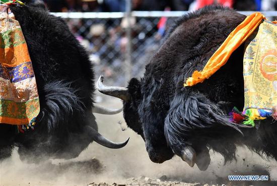 Bullfight festival held in China's Tibet