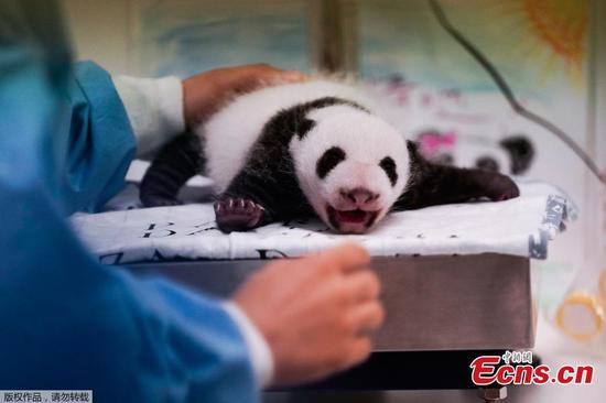 Rare twin panda cubs born at zoo in Belgium