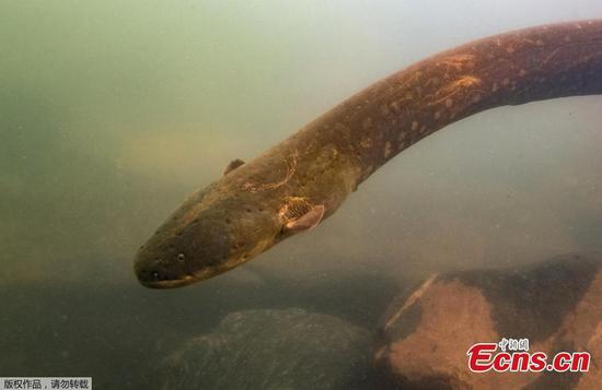 A shocking find: New high-voltage electric eels revealed