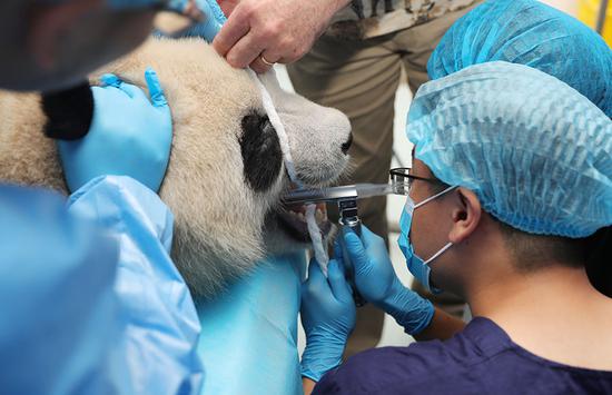 Giant panda dental study underway in Chengdu