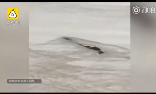 The black object seems to swim on the surface of the river. (Photo/Screenshot of the video posted by Pear Video)