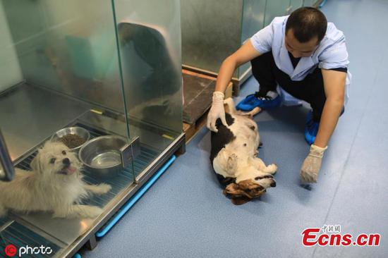Beijing biotech firm cloning more animals 