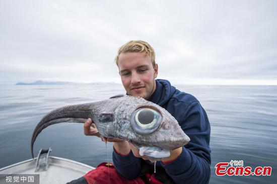 Bug-eyed ratfish caught by Norwegian fisherman