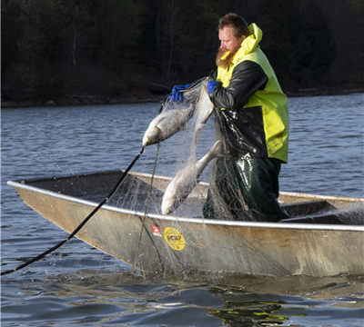 James Berry lands a carp on Barkley Lake, Kentucky.(Photo provided to China Daily)