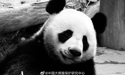 Chuang Chuang (Photo/China Conservation and Research Center for the Giant Panda Sina Weibo account)