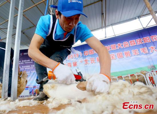 32 compete in Gansu sheep shearing contest