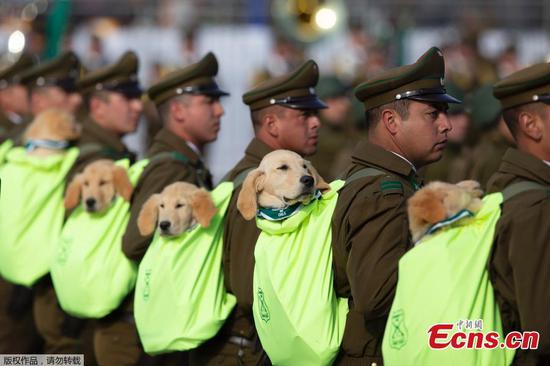 Adorable police puppies take part in military parade in Santiago