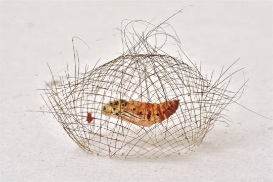 The hair-net cocoon by Chinese photographer Yuan Minghui. (Photo provided by Wildlife Photographer of the Year)