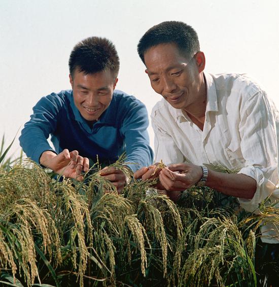 Yuan Longping (right), known as the "father of hybrid rice", and a colleague check the growth of hybrid rice in 1976. (Photo/Xinhua)