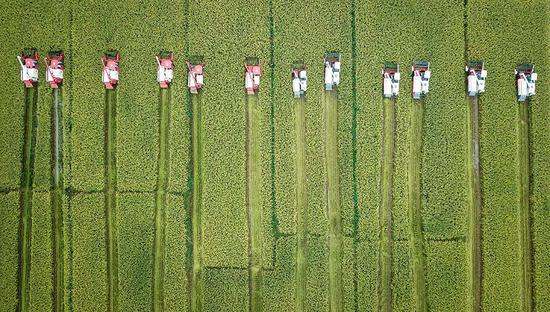 Combines work in rice fields in Huaian, Jiangsu province, in September, 2018. (Photo/Xinhua)