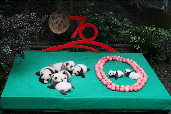Newborn panda cubs in public for China's 70th anniversary