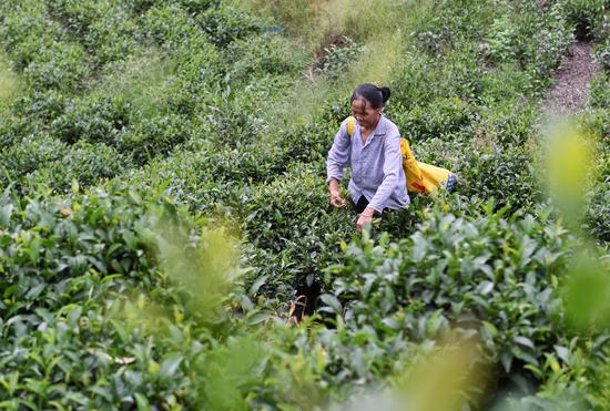 A Xiadang villager at work on a tea farm. (Xinhua/Lin Shanchuan)