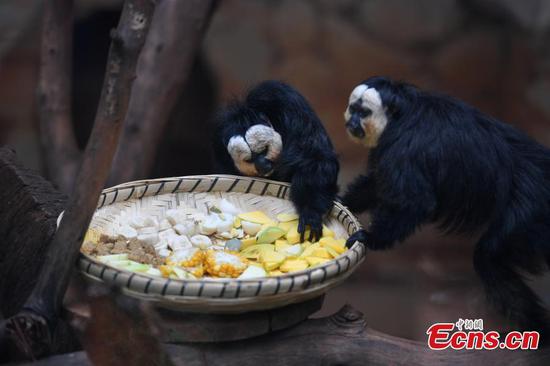 White-faced sakis meet the public in Yunnan zoo