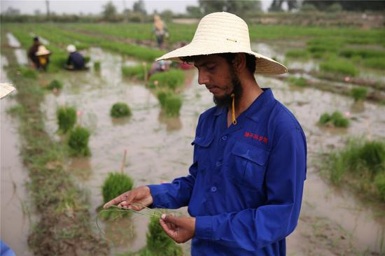 Wasim Waheed, research manager at a rice farmhouse, works at a rice field in Lahore of Punjab province in Pakistan, on July 10, 2019. A project was started here in 2014 and has been carried out by Guard Agriculture Research and Services in collaboration with Chinese Yuan Longping High Tech Agriculture Company. (Xinhua/Jiang Chao)