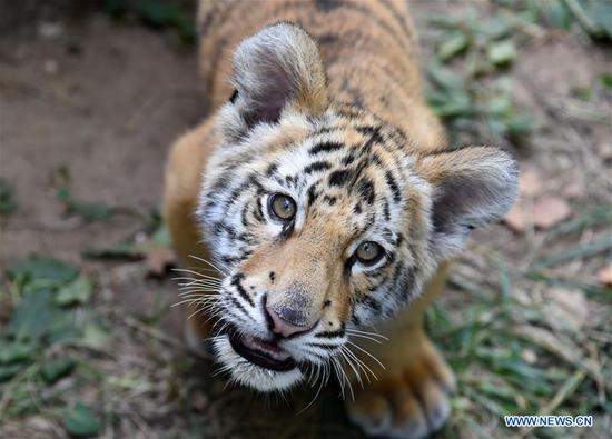 Bengal tiger cub in Jinan, E China's Shandong
