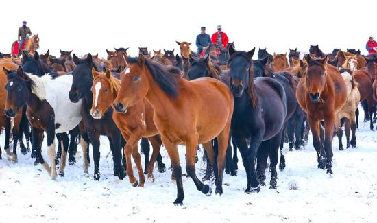 Galloping through China's oldest horse farm in the snow