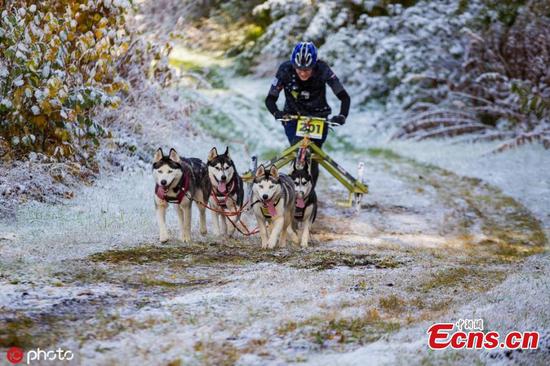 Huskies competition held in Estonia