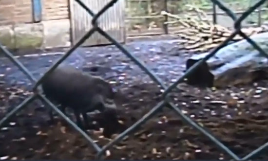 Video footage shows a pig using bark and sticks to build their nest. (Photo/Screenshot)