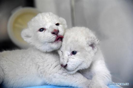 Twin white lion cubs born at Wild World Jinan, Shandong