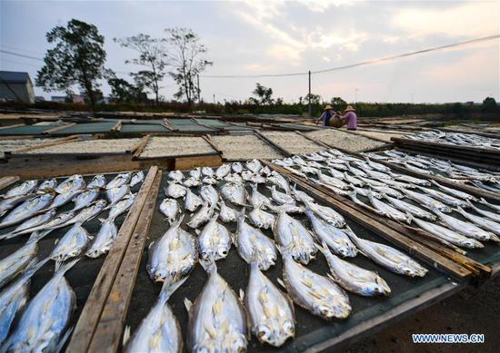 View of massive dried fish during harvest season in Jiangxi