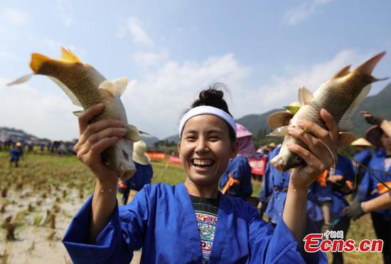 Women of Dong ethnic group celebrate rice harvest in Guangxi