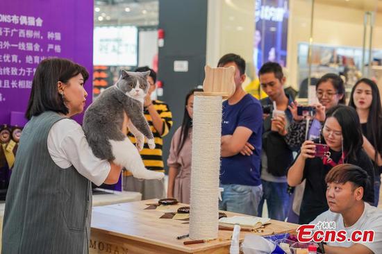 Cat contest held in Nanning City