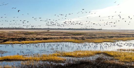 White cranes return to Momoge wetland