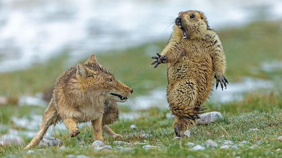 Chinese photographer Bao Yongqing's picture The Moment, taken on the Qinghai-Tibet Plateau, has won the Natural History Museum's Wildlife Photographer of the Year competition. The result was announced in London. (Bao Yongqing/Wildlife Photographer of the Year)