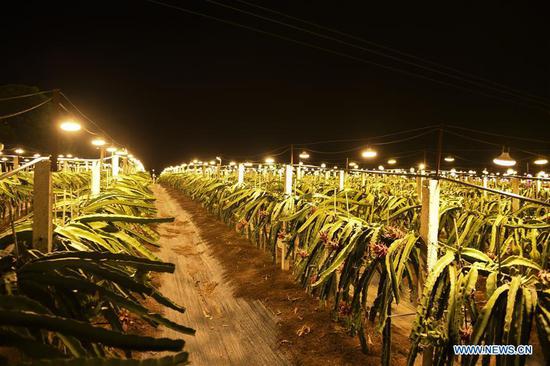 Light supplementing system introduced to dragon fruit planting bases in Longan, S China