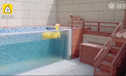 The swimming pool. (Photo/Screenshot of video posted by Pear Video)