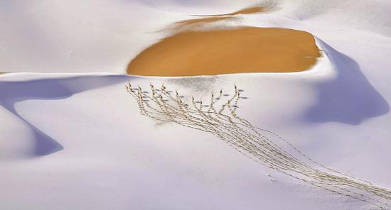 Snow-plateau Nomads by Fan Shangzhen, shot in the Altun Shan National Nature Reserve, is another image by a Chinese photographer on display. (Shangzhen Fan / Wildlife Photographer of the Year)