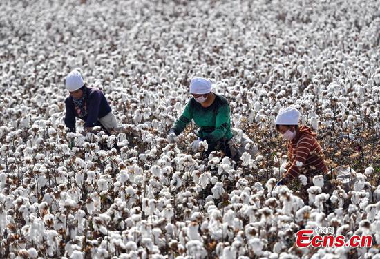 Cotton harvest season in Xinjiang