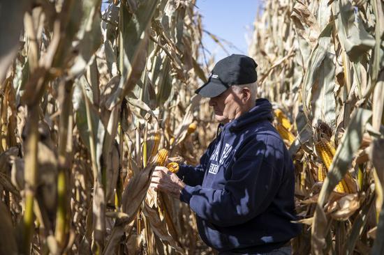 Farm owner Bill Pellett examines corn crops in a field of his family farm in Atlantic, a small city in the Midwestern state of Iowa, the United States, Oct. 14, 2019. (Xinhua/Wang Ying)