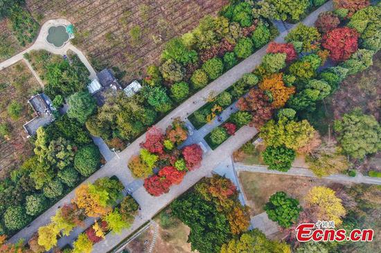 Nanjing's Shixiang Road a colourful attraction in autumn