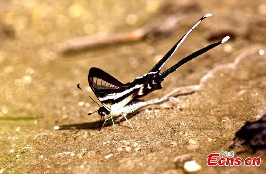 Researchers find swallowtail butterfly in Tibet