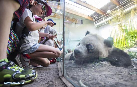 eople look at a giant panda at Panda Passage of the Calgary Zoo in Calgary, Canada, on July 16, 2018. (Xinhua/Zou Zheng)